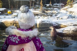 Otter at Korkeasaari Zoo